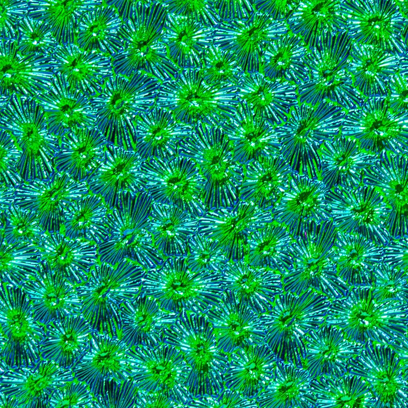 CBS Dichroic Texture: Florentine Emerald on Black - Warm Glass